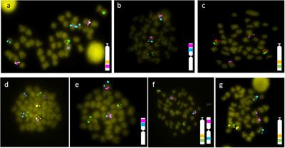 Genome and Phylogenetic Analysis of Genes Involved in the Immune System of Solea senegalensis – Potential Applications in Aquaculture